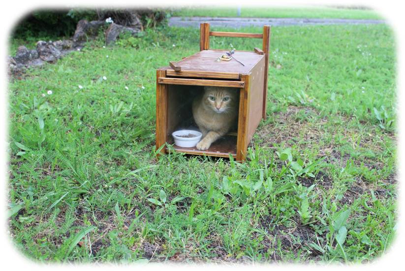 Comment Attraper Un Chat Sauvage Sans Cage Attraper un chat sauvage - Ecole Du Chat Libre de Bordeaux